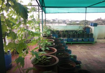 Terrace Gardening