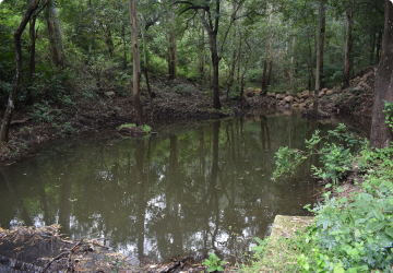 Jungle water holes