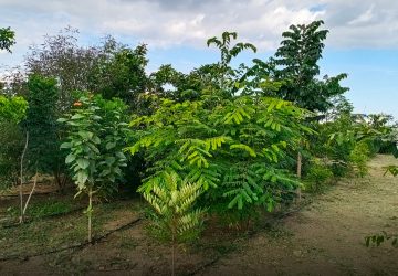 Vilankurichi plantation